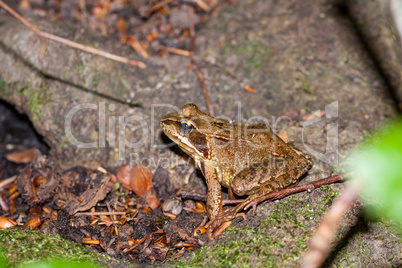 Side view of a Common frog, Rana temporaria