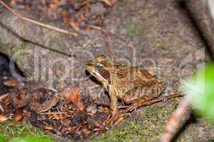 Side view of a Common frog, Rana temporaria