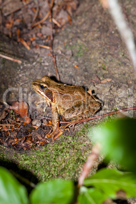 Side view of a Common frog, Rana temporaria