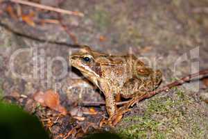 Side view of a Common frog, Rana temporaria