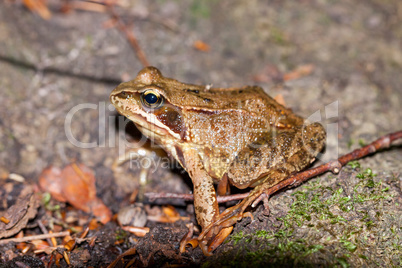 Side view of a Common frog, Rana temporaria