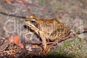 Side view of a Common frog, Rana temporaria