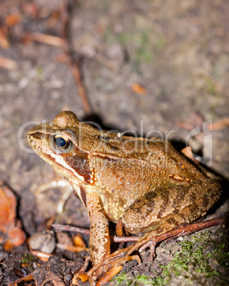 Side view of a Common frog, Rana temporaria