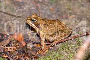 Side view of a Common frog, Rana temporaria