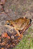 Side view of a Common frog, Rana temporaria