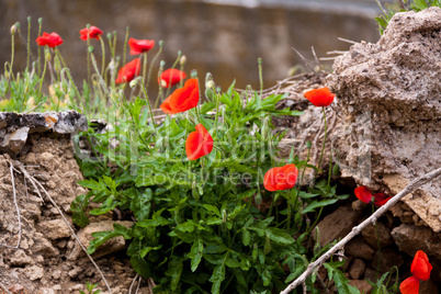 beautiful poppy field in red and green landscape