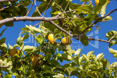 fresh lemons on lemon tree blue sky nature summer