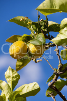 fresh lemons on lemon tree blue sky nature summer