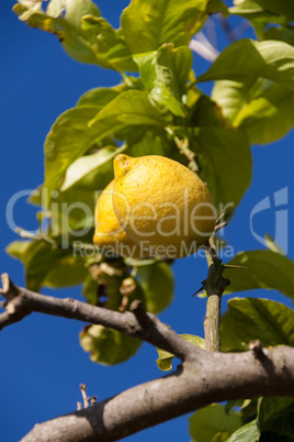 fresh lemons on lemon tree blue sky nature summer