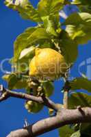 fresh lemons on lemon tree blue sky nature summer