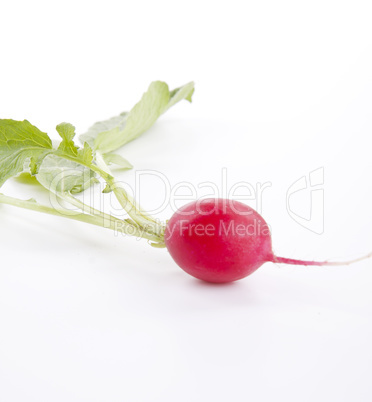 fresh red radish isolated on white background