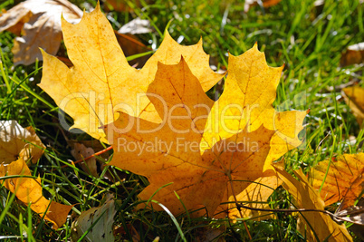 yellow maple leaves on green grass in autumn