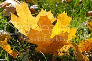 yellow maple leaves on green grass in autumn