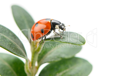 ladybird on green leaf isolated on a white background
