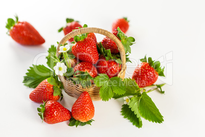 Fresh ripe strawberries with leaves and blossom