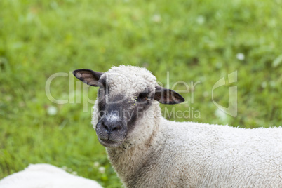 Sheep in a summer pasture