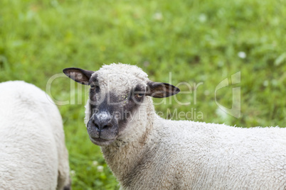 Sheep in a summer pasture