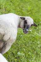 Sheep in a summer pasture