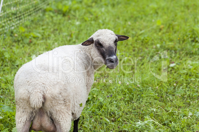 Sheep in a summer pasture