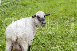 Sheep in a summer pasture