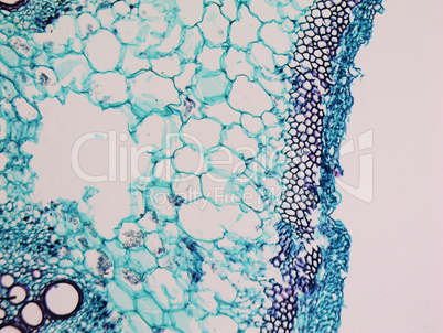 Cucurbita stem micrograph