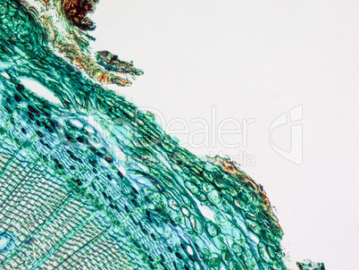 Pine Wood micrograph