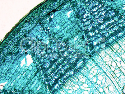 Tilia stem micrograph