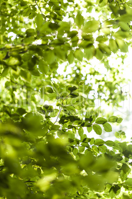 Sun shining through the green leaves on a tree