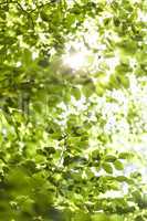 Sun shining through the green leaves on a tree