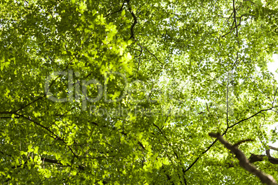 Sun shining through the green leaves on a tree