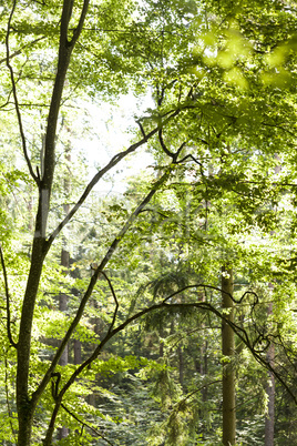 Sun shining through the green leaves on a tree