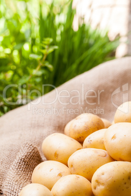 Farm fresh  potatoes on a hessian sack