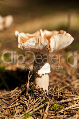 Close Up of Wild Mushroom in Forest