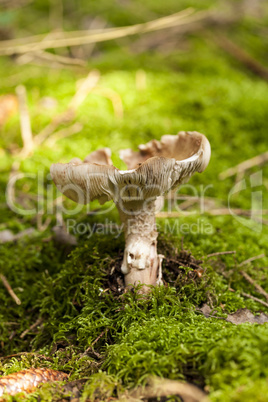 Close Up of Wild Mushroom in Forest