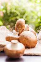 Fresh brown Agaricus mushrooms