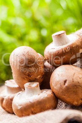 Fresh brown Agaricus mushrooms