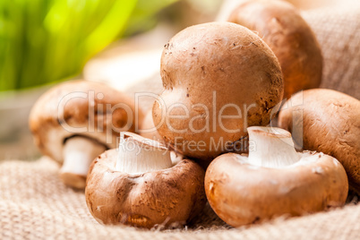 Fresh brown Agaricus mushrooms