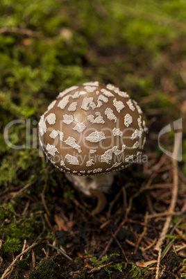 Wild amanita mushroom in a forest