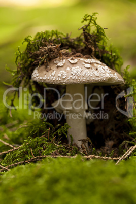 Wild amanita mushroom in a forest