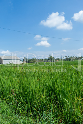 Lush green terraced farmland in Bali