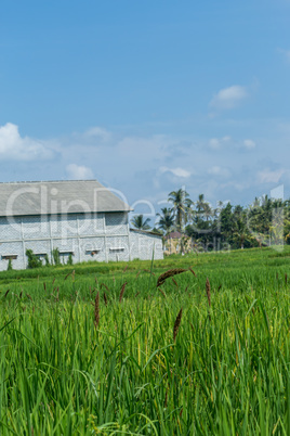 Lush green terraced farmland in Bali