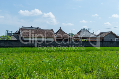 Lush green terraced farmland in Bali