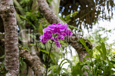 Beautiful exotic Phalaenopsis orchids