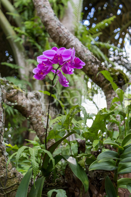 Beautiful exotic Phalaenopsis orchids