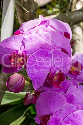 Beautiful exotic Phalaenopsis orchids