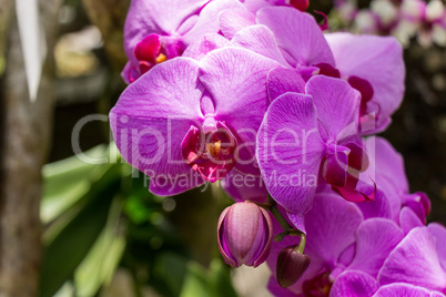 Beautiful exotic Phalaenopsis orchids