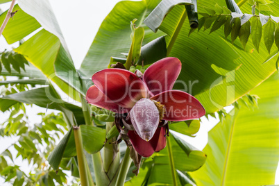 View from below of growing bananas or plantains