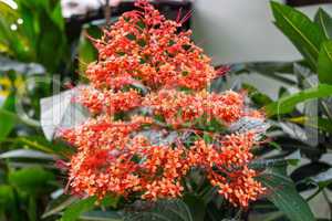 beautiful exotic tropical fower plant outside in summer