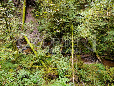 Lotenbachklamm im Schwarzwald