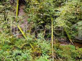 Lotenbachklamm im Schwarzwald